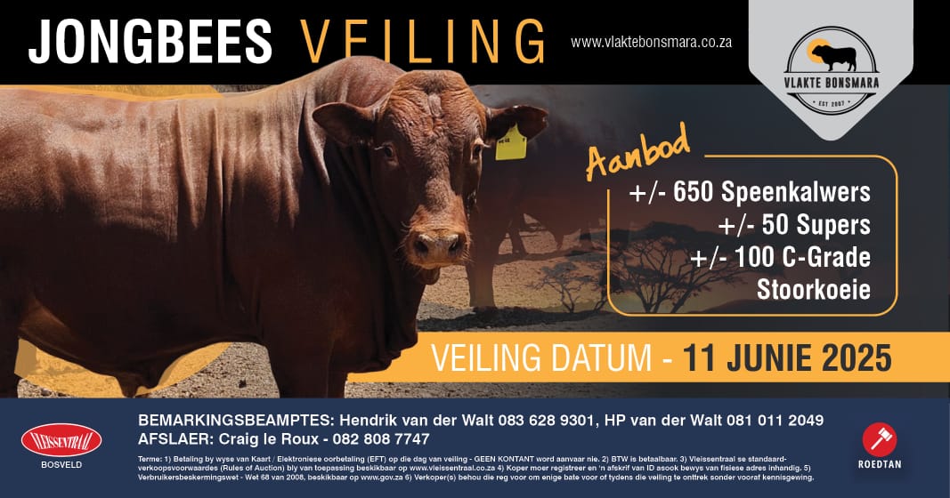 Vlakte Bonsmara Studiegroep se Jongbeesveiling | 11 Junie 2025 | 11:00 | Plaas Doornpan