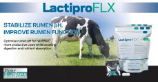 Lactipro FLX Dairy | Stabilize rumen pH improve rumen function | Four Lakes