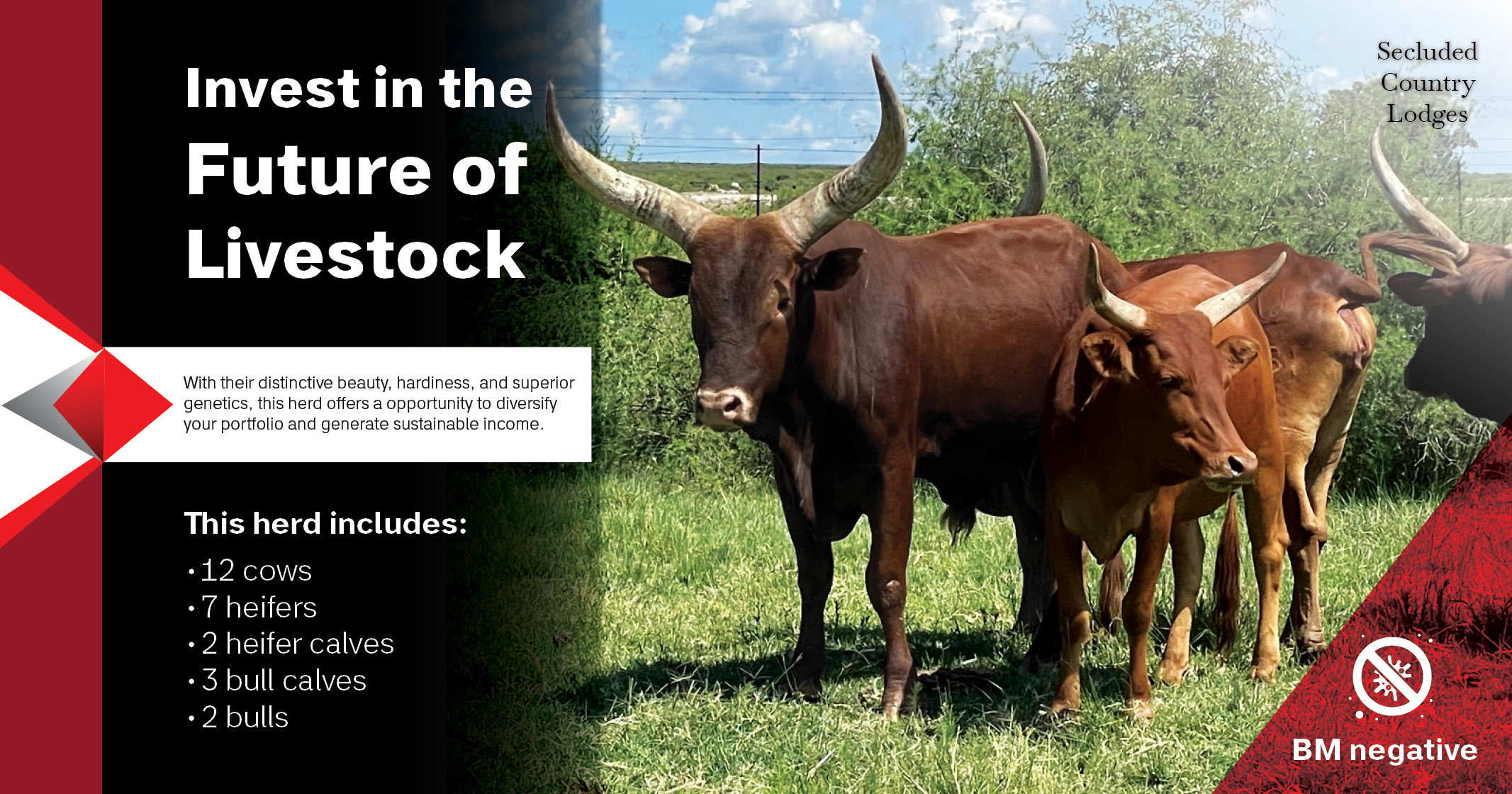 Ankole Herd for Sale | Tested & BM Negative | Secluded Country Lodges