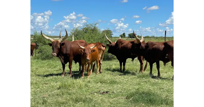 Ankole Herd for Sale | Tested & BM Negative | Secluded Country Lodges