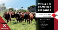 For Sale: Full Ankole Breeding Herd | Secluded Country Lodges