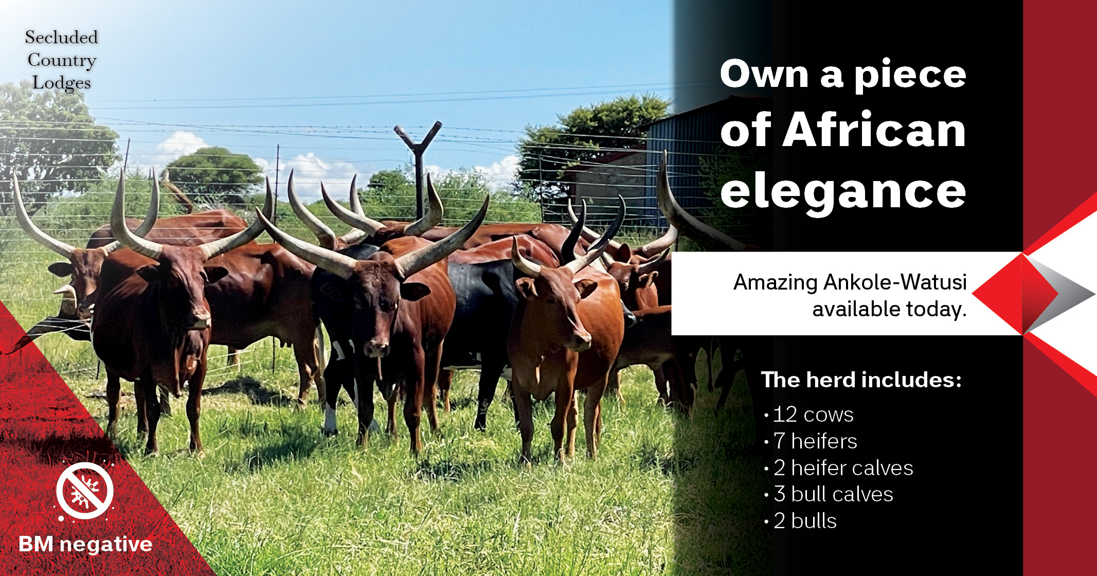 For Sale: Full Ankole Breeding Herd | Secluded Country Lodges