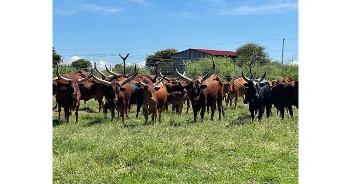 For Sale: Full Ankole Breeding Herd | Secluded Country Lodges