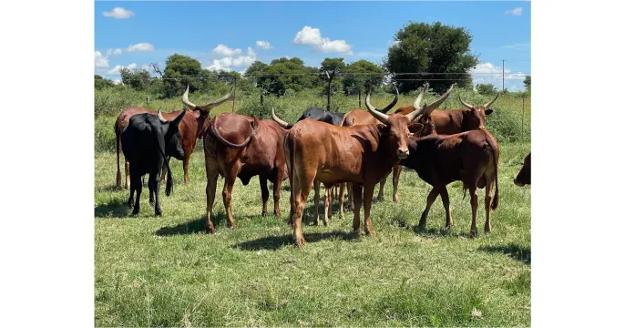 For Sale: Full Ankole Breeding Herd | Secluded Country Lodges