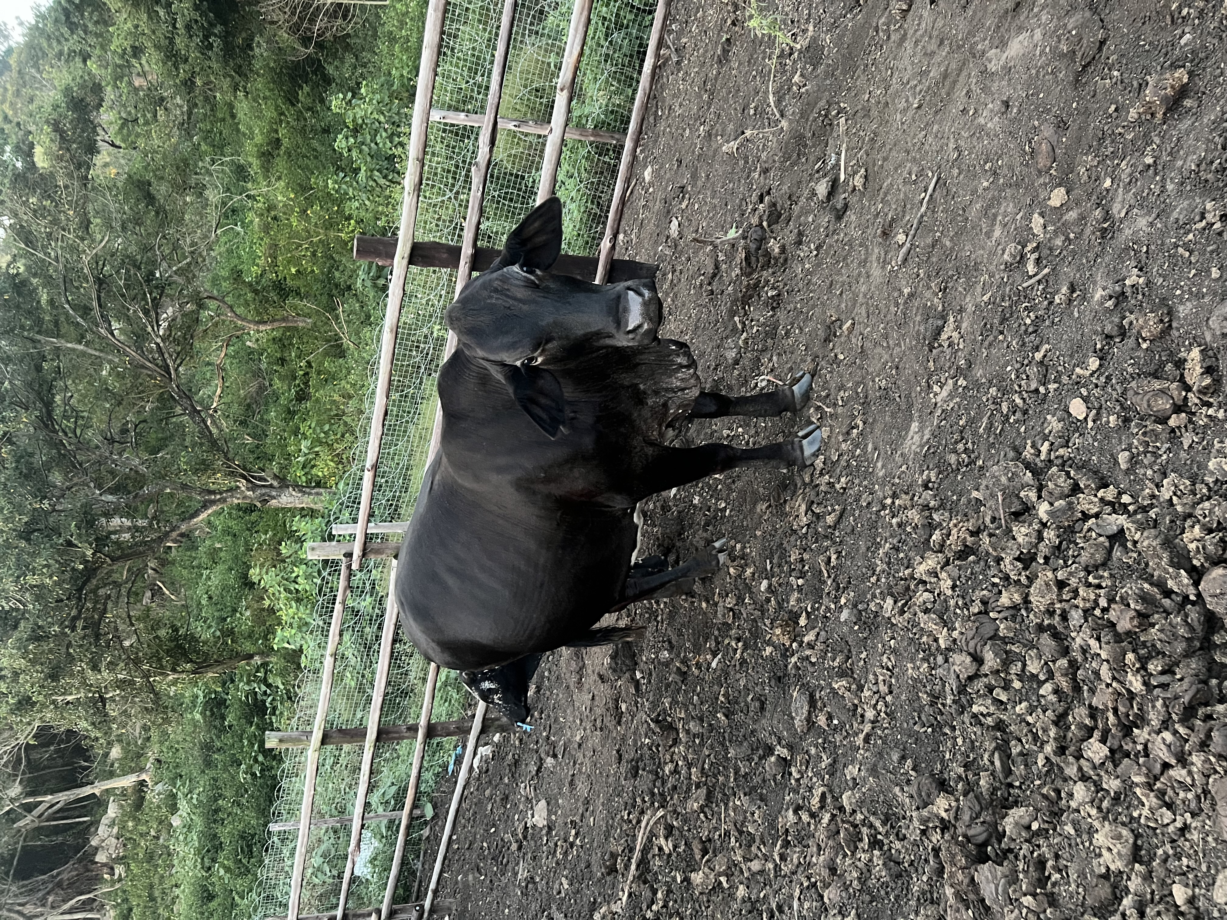Vaccinated and Healthy Female Brahman For Sale