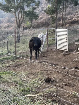 Vaccinated and Healthy Female Brahman For Sale