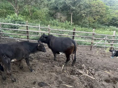 Vaccinated and Healthy Female Brahman For Sale