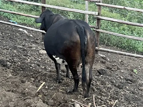 Vaccinated and Healthy Female Brahman For Sale