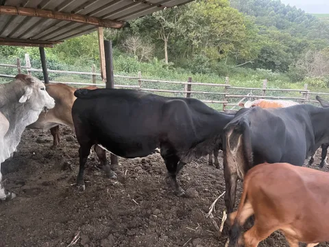 Vaccinated and Healthy Female Brahman For Sale