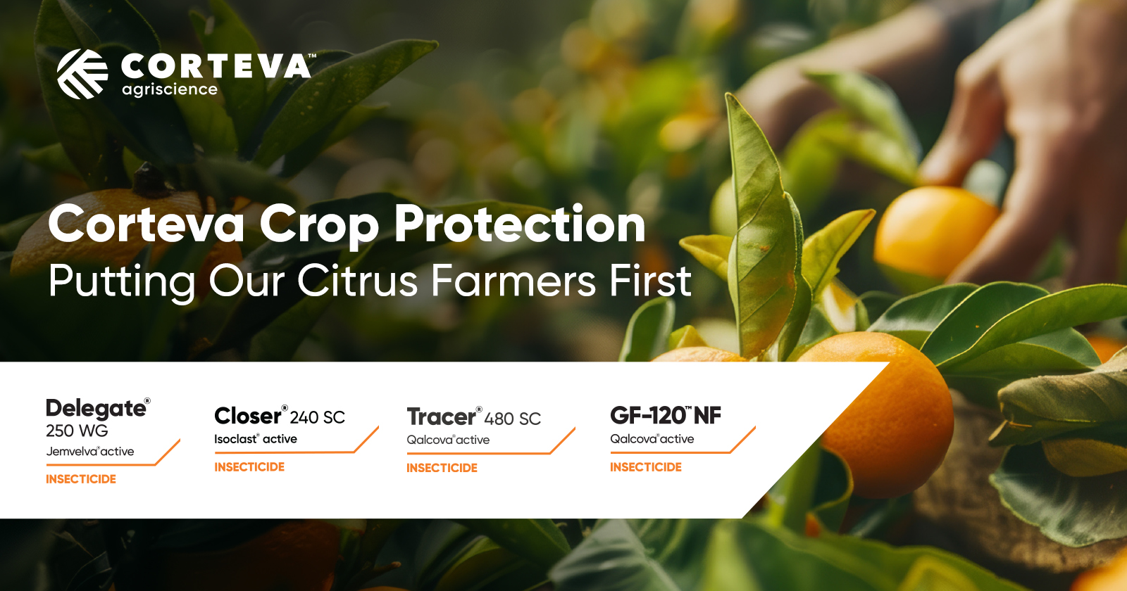 Putting citrus farmers first | Corteva Agriscience™