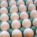 Ross 308 Fertile Broiler Eggs for sale from Brazil