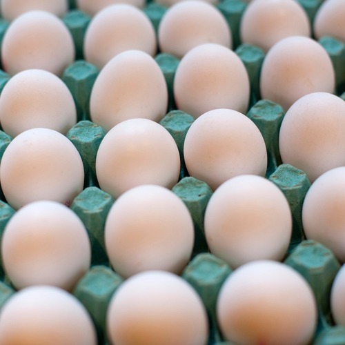 Ross 308 Fertile Broiler Eggs for sale from Brazil