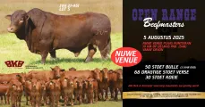 Open Range Beefmasters se 11de Produksieveiling | 05 Augustus 2025 | Plaas Puntstaan