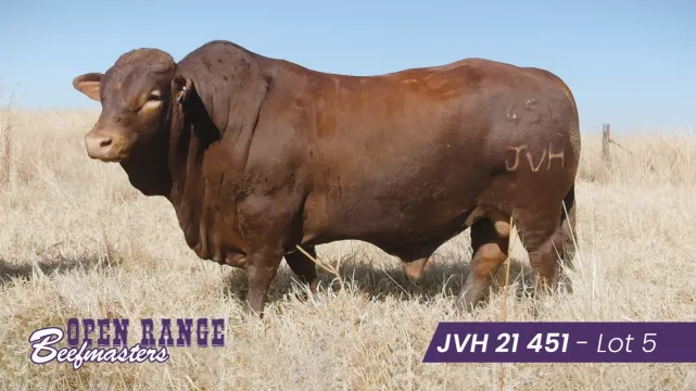 Open Range Beefmasters se 11de Produksieveiling | 05 Augustus 2025 | Plaas Puntstaan