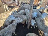 Mix of Dohne Merino X Meat Master, Dohne Merino X Van Rooy | Barriesfontein