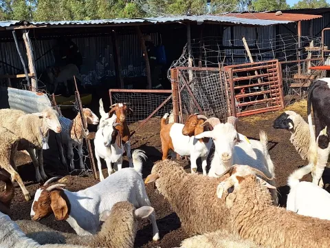 Mix of Dohne Merino X Meat Master, Dohne Merino X Van Rooy | Barriesfontein