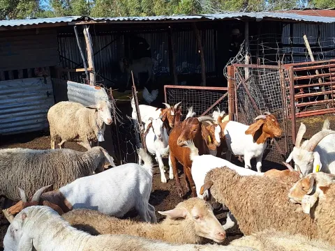 Mix of Dohne Merino X Meat Master, Dohne Merino X Van Rooy | Barriesfontein