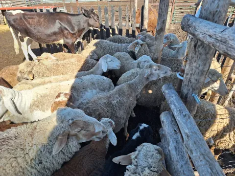 Mix of Dohne Merino X Meat Master, Dohne Merino X Van Rooy | Barriesfontein