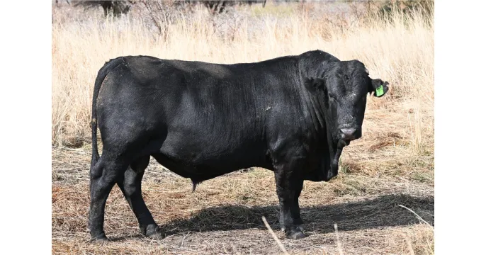 Choose your champion | Black Fox Drakensbergers | 4 September 2025 | 11:00