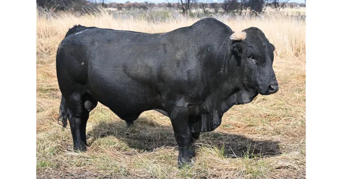 Choose your champion | Black Fox Drakensbergers | 4 September 2025 | 11:00