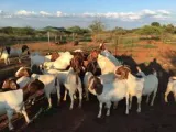Boer goats for sale