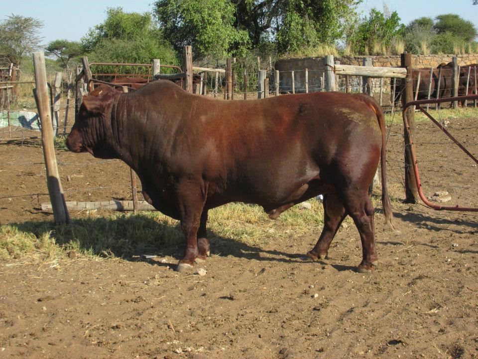 Bonsmara Cattle for sale