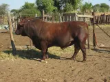 Bonsmara Cattle for sale