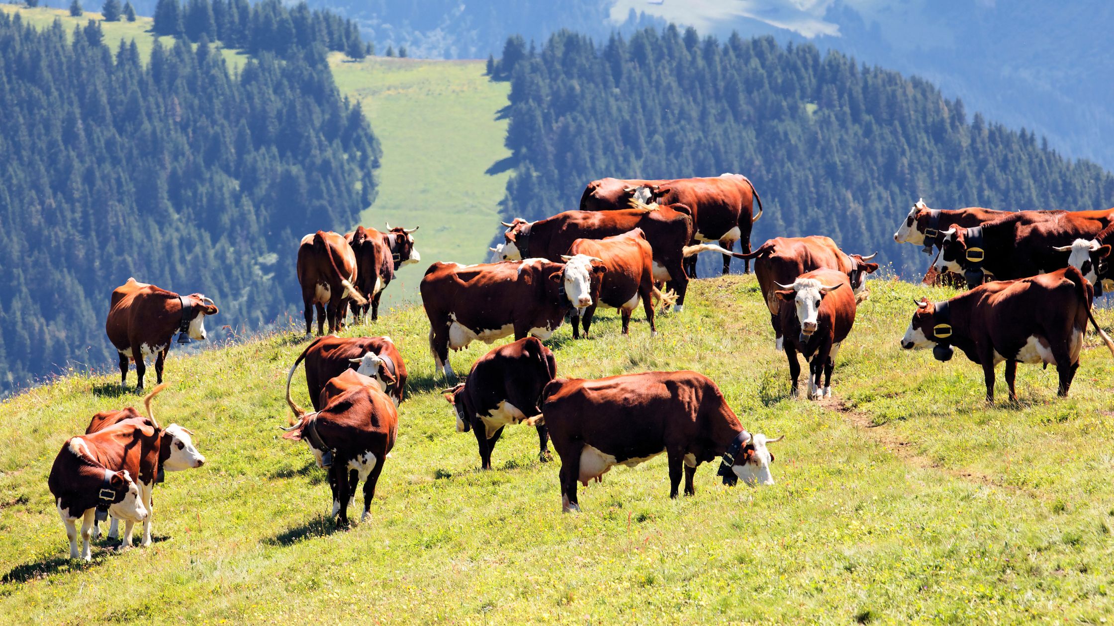 Digikraal: The Smartest Way to Buy Cattle in South Africa