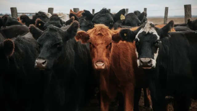 Digikraal: The Smartest Way to Buy Cattle in South Africa