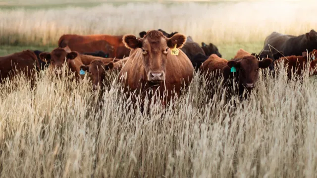 Digikraal: The Smartest Way to Buy Cattle in South Africa