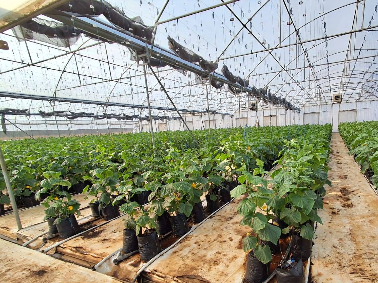 Going Concern: High- Tech Hydroponic Cucumber Farm for Sale