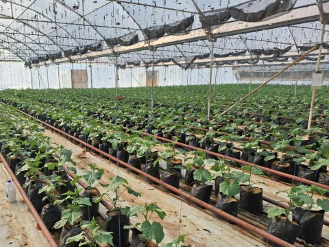 Going Concern: High- Tech Hydroponic Cucumber Farm for Sale