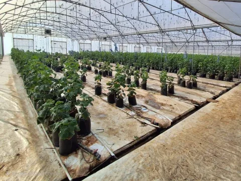 Going Concern: High- Tech Hydroponic Cucumber Farm for Sale
