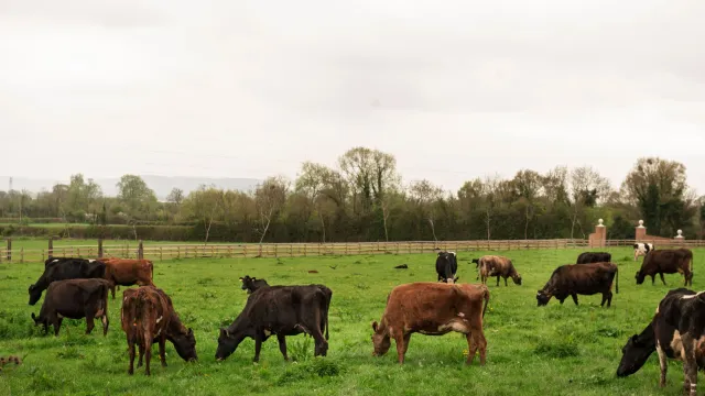 Find the Best Cattle Prices in South Africa Today