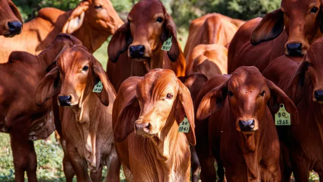 Find the Best Cattle Prices in South Africa Today