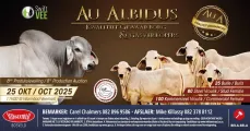 Au Albidus & Gasverkopers 8ste Brahman Produksieveiling | 25 Oktober 2025 | 11H00 | Warmbad Veemark