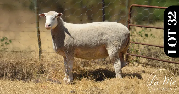 Ruswater Dormer 7th Production Auction | 4 October 2025 | 11:00 | Potchefstroom