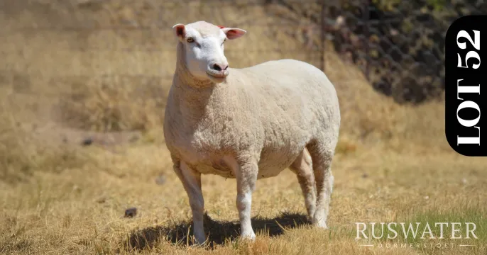 Ruswater Dormer 7th Production Auction | 4 October 2025 | 11:00 | Potchefstroom