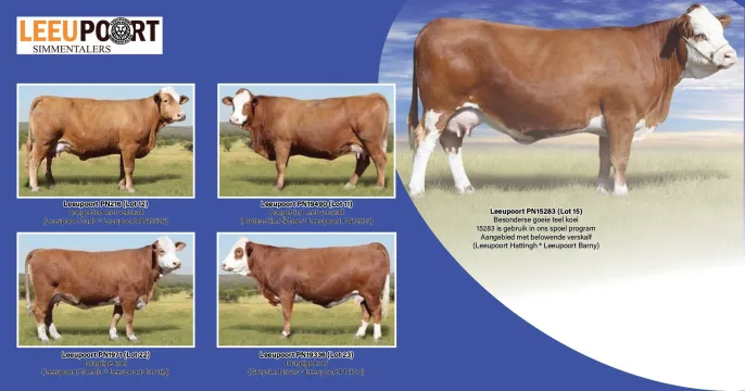 Leeupoort Simmentaler Produksie veiling | 30 September 2025 | 11:00 | Rhenosterfontein, Rustenburg