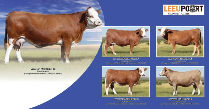 Leeupoort Simmentaler Produksie veiling | 30 September 2025 | 11:00 | Rhenosterfontein, Rustenburg