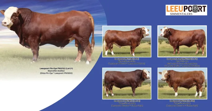 Leeupoort Simmentaler Produksie veiling | 30 September 2025 | 11:00 | Rhenosterfontein, Rustenburg
