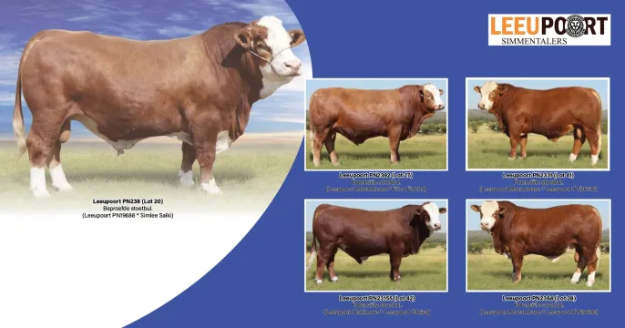 Leeupoort Simmentaler Produksie veiling | 30 September 2025 | 11:00 | Rhenosterfontein, Rustenburg