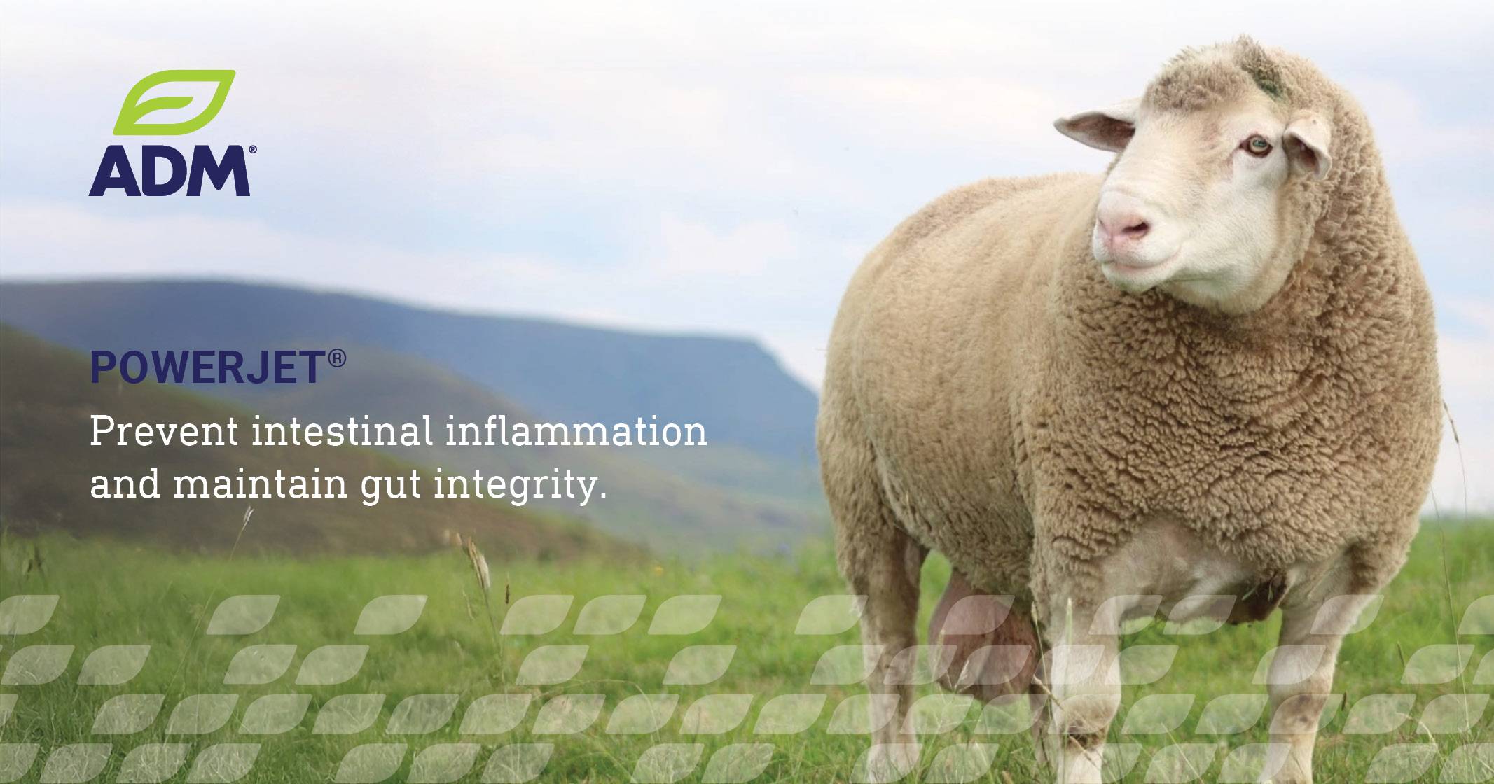 POWERJET®: Prevent intestinal inflammation and maintain gut integrity | ADM Nutrition
