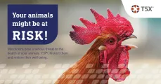 T5X® - Protect your animals from Mycotoxins | ADM Nutrition