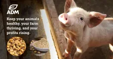 ADM Nutrition: Keeping your animals healthy and profits rising