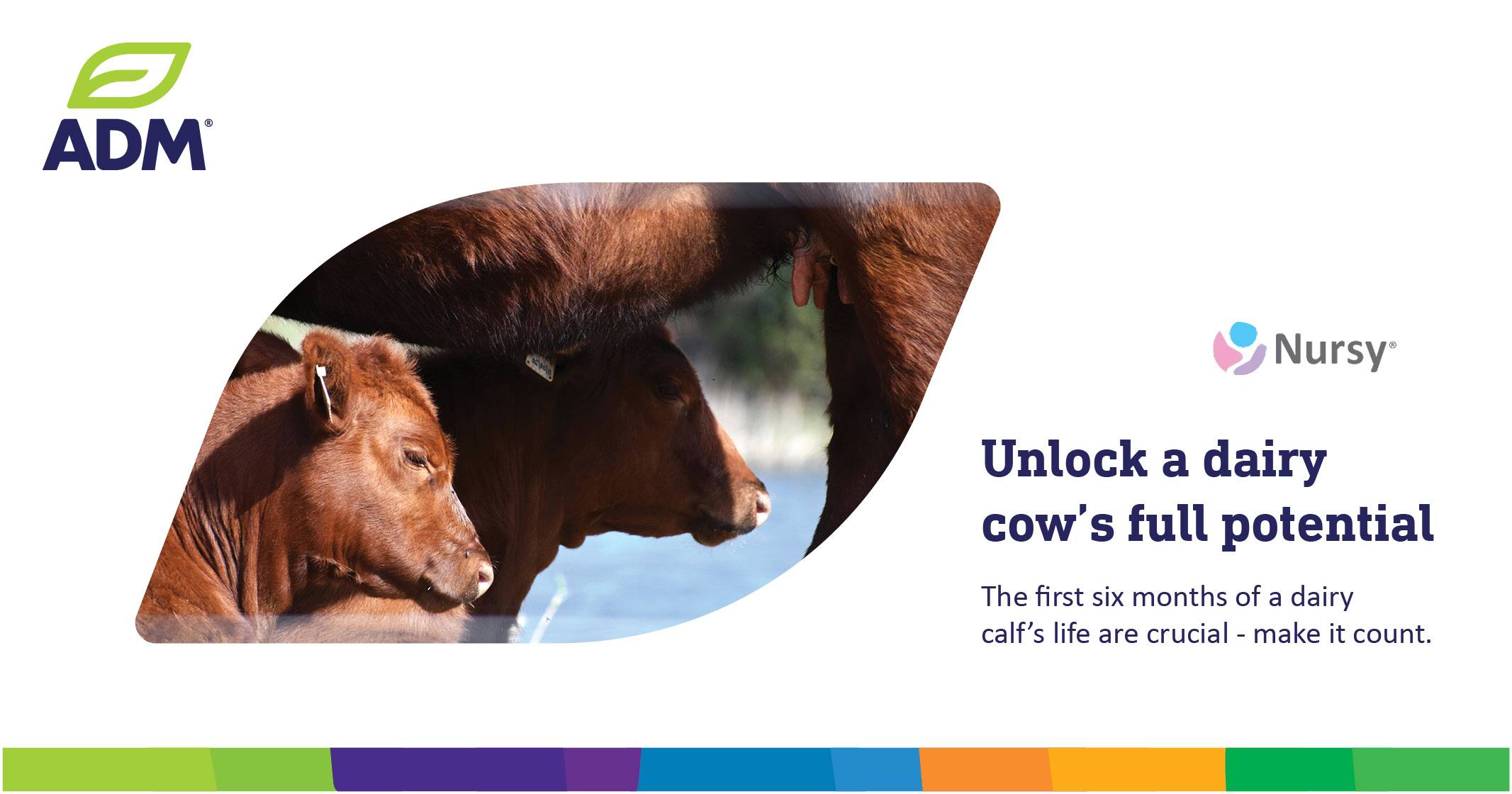 Unlock a dairy cow's full potential with Nursy Pro® milk replacer | ADM Nutrition