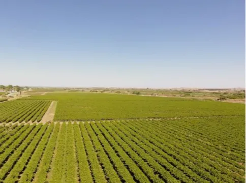 Irrigation farm for sale at Kakamas, Northern Cape | Agrisell