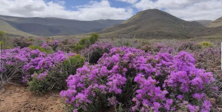 SUTHERLAND: Exceptional natural views. Pristine farm on Auction | Agrisell