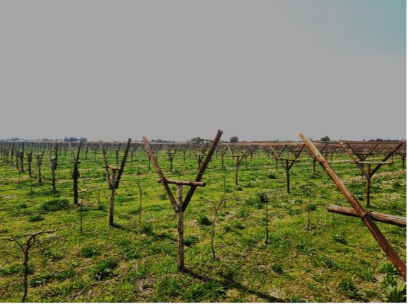 Irrigation farm at Louisvale, Upington On Auction | Agrisell