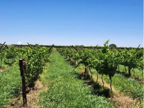 Irrigation farm at Louisvale, Upington On Auction | Agrisell